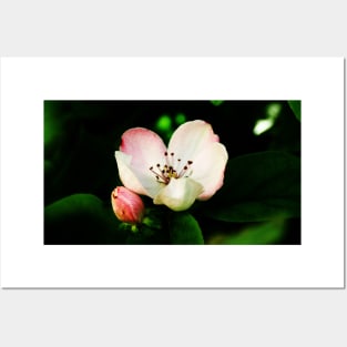 Quince Pink Flower and Bud Posters and Art